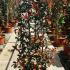 Photinia Fraseri Mandarino 1.2-1.5 m buy online UK.