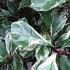 The Pink Marble tree, also known as Photinia Pink Marble, is an evergreen shrub with striking variegated pink and white foliage, turning green with age, and producing white flowers in spring.
