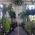 Photinia Fraseri Pink Marble Standard Tree 2.5-3 m buy online UK.