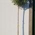 Photinia Fraseri Pink Marble Standard Tree 3-3.5 m buy online UK.