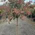 Photinia Fraseri Pink Marble Standard Tree