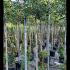 Photinia Fraseri Pink Marble Standard Tree 2-2.5 m buy online UK.