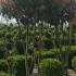 Multi-stemmed Photinia Fraseri Red Robin trees - these are crown lifted to create this unique shape, buy UK.