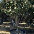 Photinia Fraseri Red Robin Crown Lifted Bonsai Tree 1.25-1.5 m buy online UK.