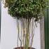 Photinia Fraseri Red Robin Crown Lifted Bonsai Tree 2.2-2.5 m buy online UK.