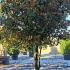 Photinia Fraseri Red Robin Crown Lifted Bonsai Tree 2.5-3 m buy online UK.
