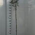 photfull 1.5-1.75 m buy online UK.