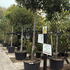 photfull 3-3.5 m buy online UK.