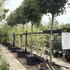 photfull 3-3.5 m buy online UK.