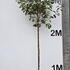 photfull 3.25-3.75 m buy online UK.