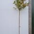 Photinia Full Standard Tree 3-3.5 m buy online UK.