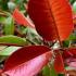 Photinia Red Robin, Full Standard Tree, Paramount Plants and Gardens - for sale