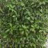 Photinia Hedging Screens in Troughs 80-100 cm buy online UK.