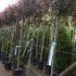 Photinia Little Red Robin Trees, UK