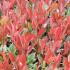Photinia Fraseri Little Red Robin shrubs