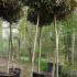 Photinia Fraseri Little Red Robin Trees  - standard trees to buy Online UK & Ireland