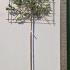 Photinia Pink Marble Pleached 3.2 m buy online UK.