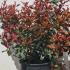 Photinia Red Robin Compacta  Hedging 40-60 cm buy online UK.