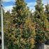 Photinia Red Robin Compacta  Hedging 2-2.1 m buy online UK.