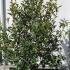Photinia Red Robin Compacta  Hedging 1-1.25 m buy online UK.