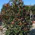 Photinia Red Robin Compacta  Hedging 1.25-1.5 m buy online UK.