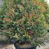 Photinia Red Robin Compacta  Hedging 1.5-1.75 m buy online UK.