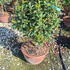 prrc 80-100 cm buy online UK.