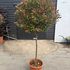 prrc 1.4-1.5 m buy online UK.