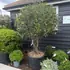 prrc 1.5-1.75 m buy online UK.