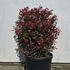 prrc 70-80 cm buy online UK.