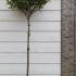 Photinia Red Robin Compacta Topiary Trees 1.3-1.4 m buy online UK.