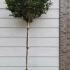Photinia Red Robin Compacta Topiary Trees 1.4-1.5 m buy online UK.