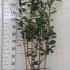 Photinia Red Robin Frame 1.3-1.4 m buy online UK.