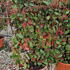 photiniaframe 80 cm buy online UK.