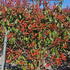 photiniaframe 1.2 m buy online UK.