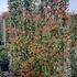 photiniaframe 1.8 m buy online UK.