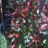 Photinia Red Robin Frames, Climbers UK