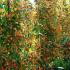 Photinia Red Robin Frames, Climbing Photinia, London UK - Buy UK