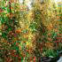 Photinia Red Robin Frames, Screening Trees, London Plant Nursery - Buy UK