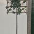 Photinia Red Robin Pleached Trees 3.3 m buy online UK.