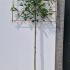 Photinia Red Robin Pleached Trees 3 m buy online UK.