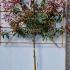 Photinia Red Robin Pleached Trees 2 m buy online UK.