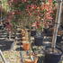 photpl 1.5 m buy online UK.
