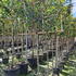 photpl 2.5 m buy online UK.