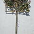 photpl 2.5 m buy online UK.