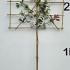Photinia Red Robin Pleached Trees 2.6 m buy online UK.