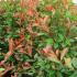 Photinia Red Robin Hedge - Buy Red Robin Hedging Online, UK and Ireland delivery