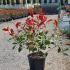 Photinia Red Robin Shrub 60-80 cm buy online UK.