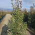 phot 1.5-1.75 m buy online UK.