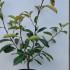 Photinia Red Robin Shrub 30-40 cm buy online UK.
